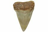 Fossil Broad-Toothed Mako Shark Tooth - North Carolina #257380-1